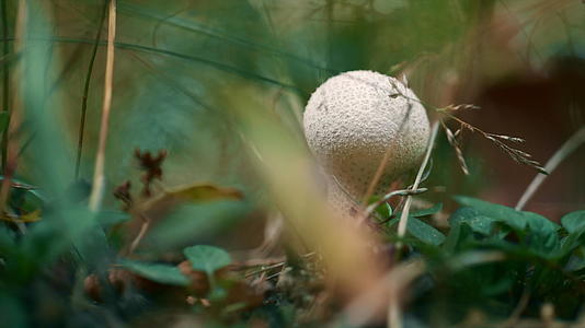 白蘑菇森林视频的预览图