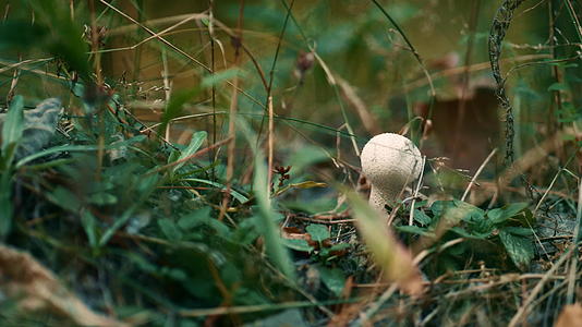 秋季木草森林中危险蘑菇的特写镜头视频的预览图