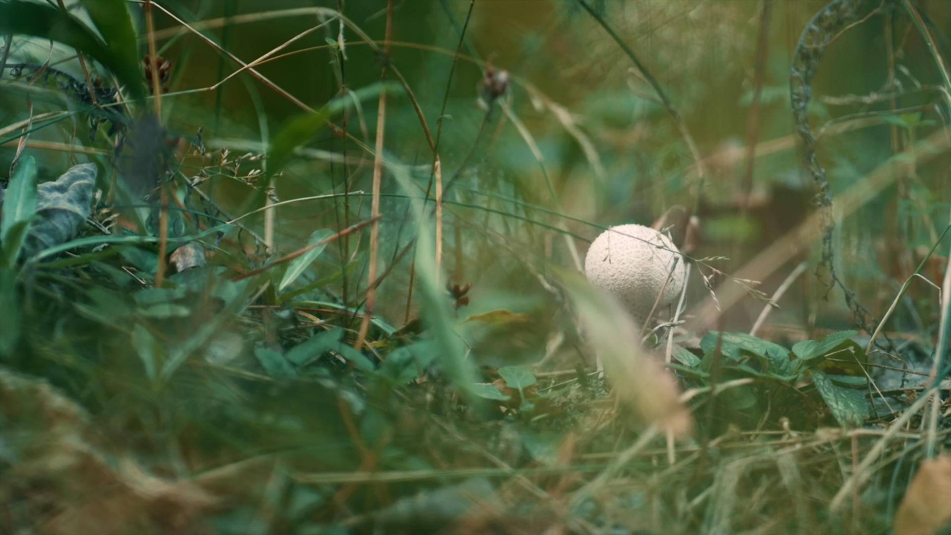 在树林中有毒的蘑菇在秋天的气氛中淡季视频的预览图