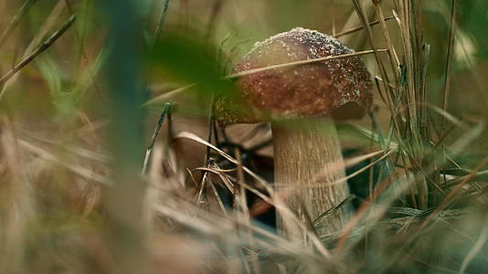 可食用的棕色蘑菇在沉思和平静的秋天森林里在绿草中视频的预览图