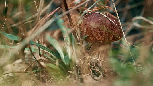 在特写秋草的野外气氛中棕色食用森林蘑菇生长视频的预览图