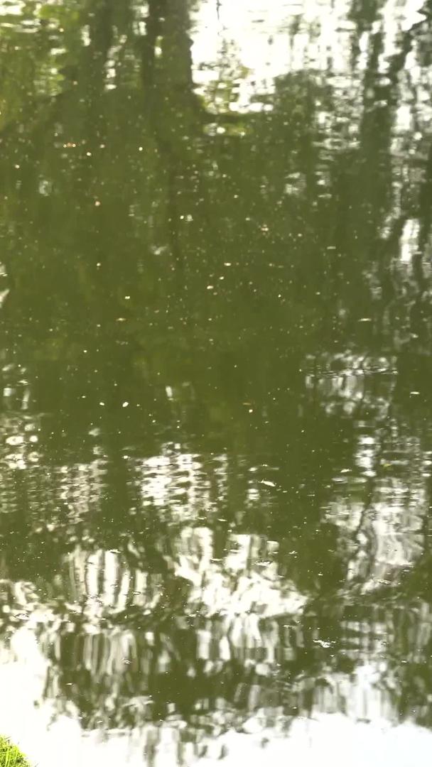 池塘里的小野鸭视频的预览图