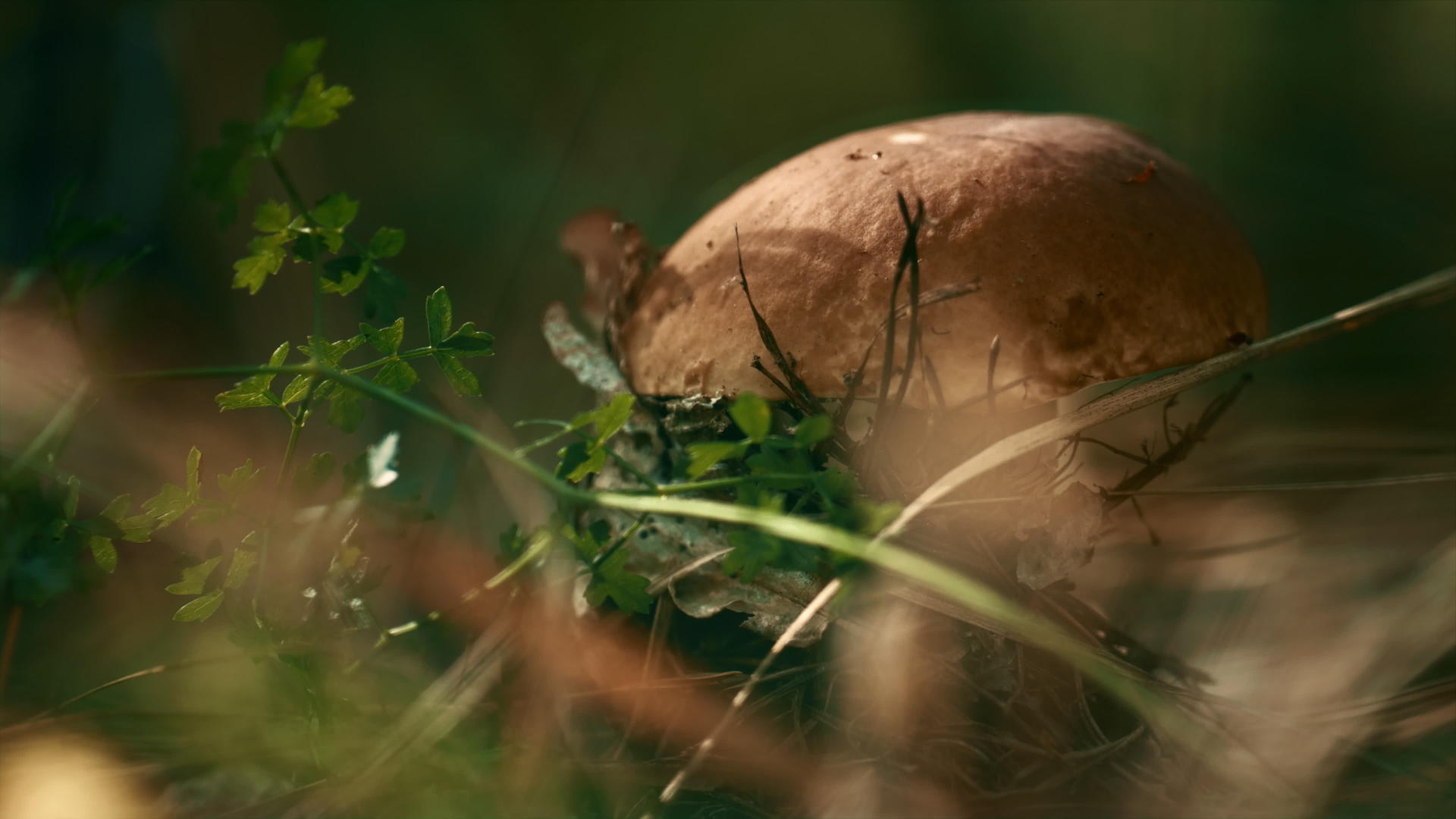 秋天的森林平静地冥想着田间的食用植物蘑菇视频的预览图