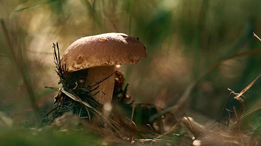 可食用植物牛肝菌蘑菇生长在绿草的秋季林地视频的预览图