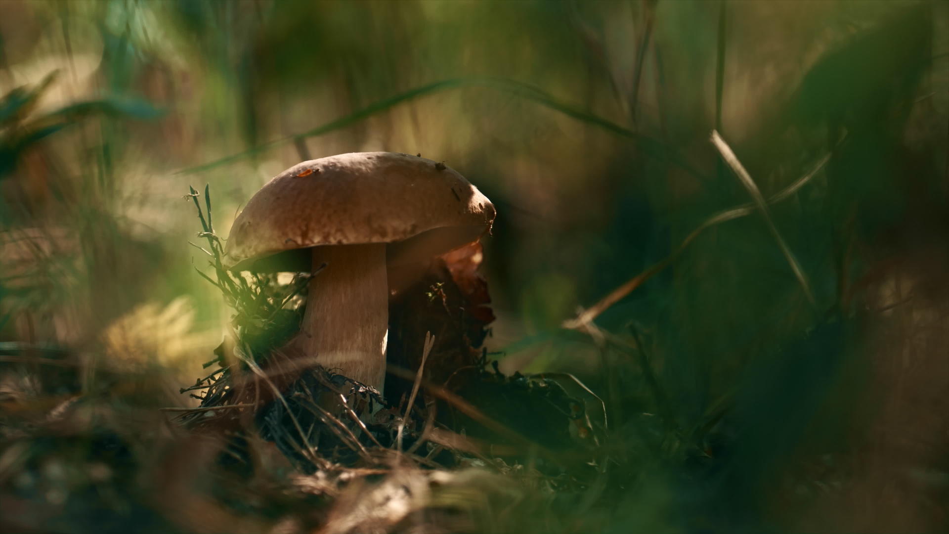 室外生长在林地绿色秋草中的棕色蘑菇牛肝菌视频的预览图