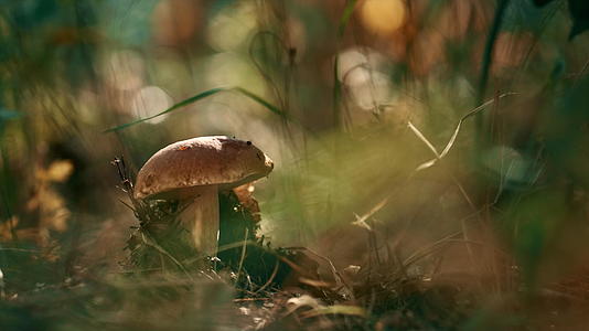 森林里可食用的棕色蘑菇生长在特写镜头里视频的预览图
