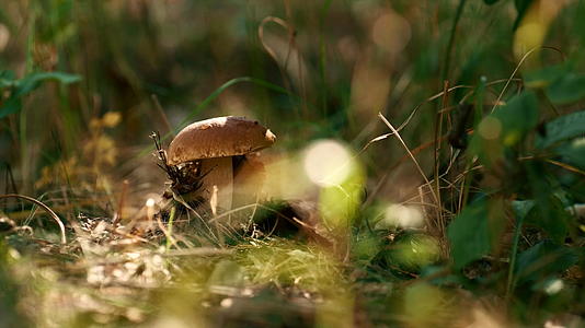 新光森林蘑菇生长在淡淡的秋天宏观草视频的预览图