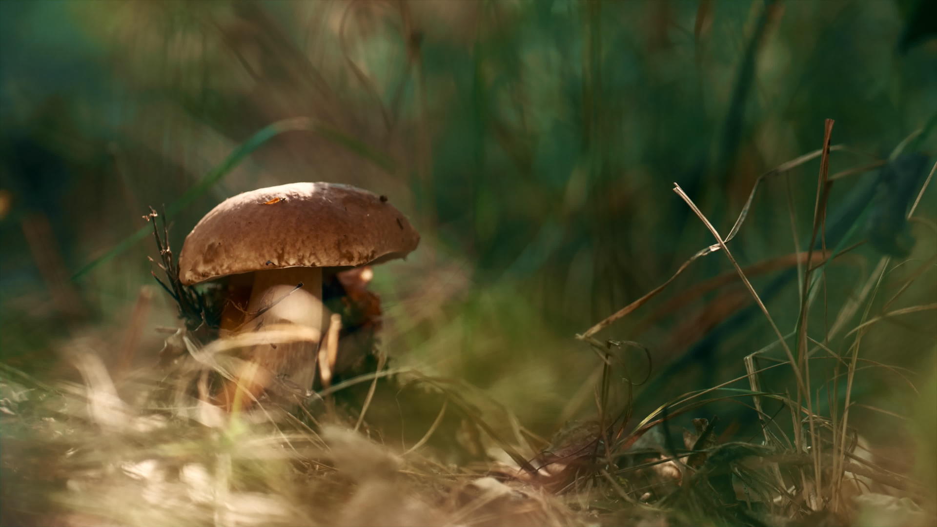 可以食用在野生秋季林地的森林蘑菇视频的预览图