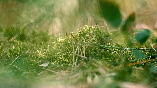 夏天的草地上长着绿色苔藓的森林视频的预览图