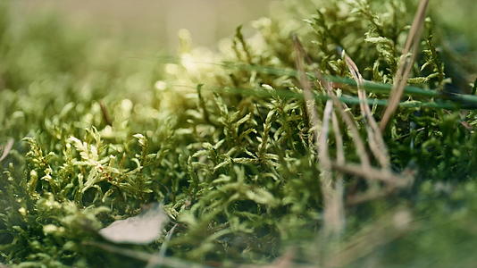 春高气扬的绿草生长在沉思镇定的草坪上视频的预览图
