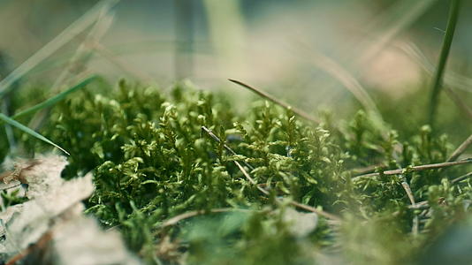 春天草甸绿草生长在迷人而平静的特写草坪上视频的预览图