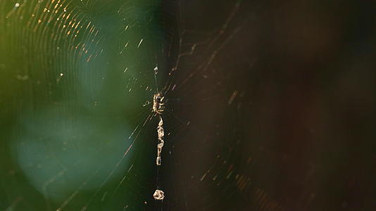 小蜘蛛在阳光雨林中织网视频的预览图