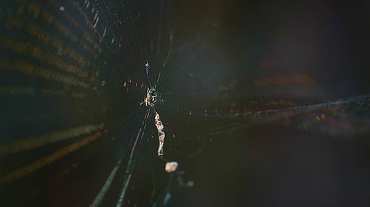在农村自然雨林中森林蜘蛛网摇曳视频的预览图