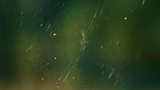 春天阳光明媚的乡村森林中薄薄的森林蜘蛛网摇曳视频的预览图
