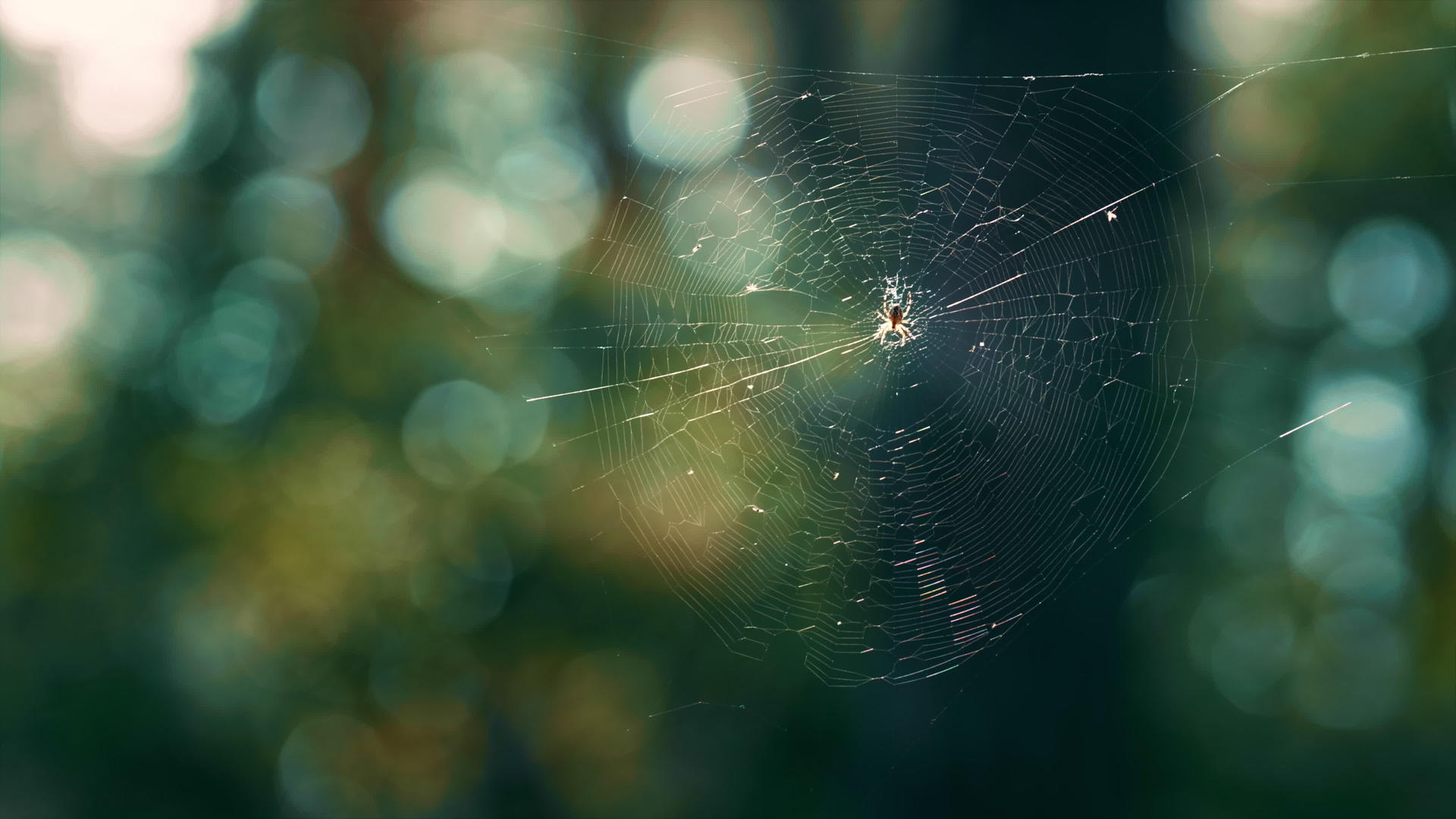 森林蜘蛛网风在狂野的阳光下摇曳春天视频的预览图