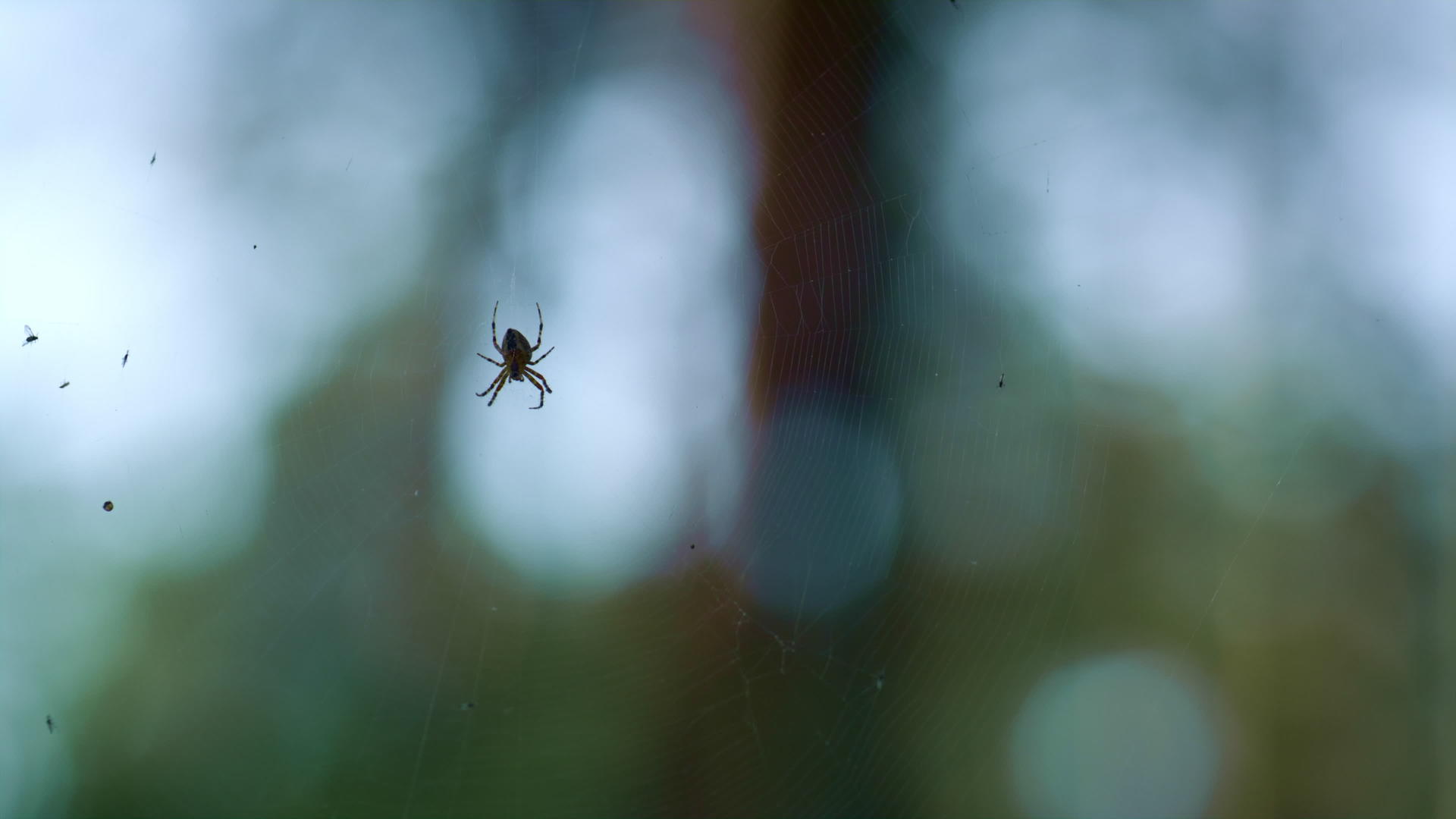 蜘蛛挂在户外绿色野生自然乡村雨林蜘蛛网上视频的预览图