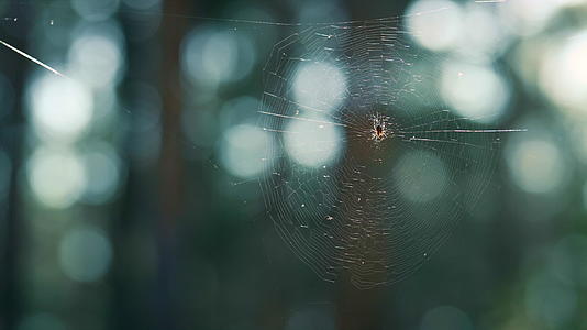 绿春雨林里挂网的小蜘蛛视频的预览图