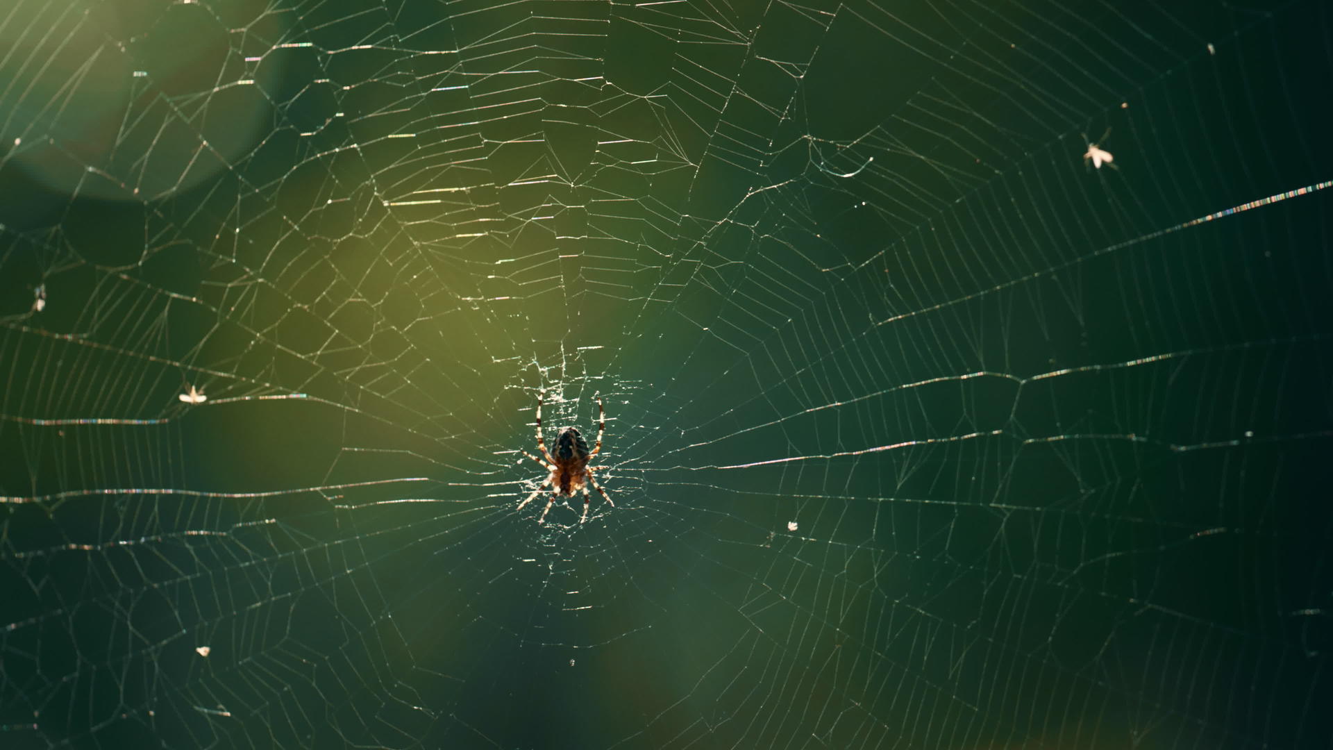 在阳光下森林昆虫挂蜘蛛网在野林乡村视频的预览图
