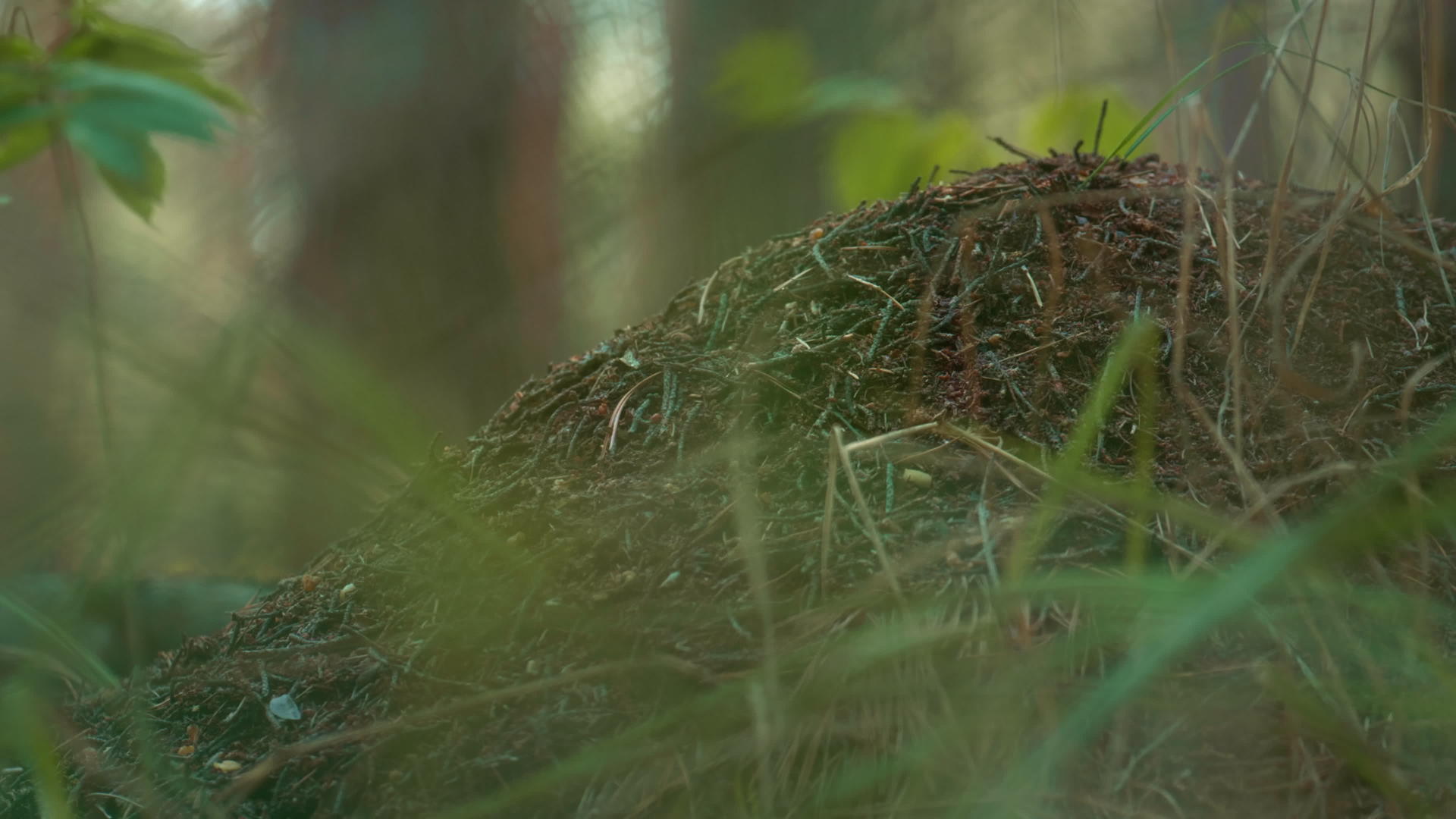 在乡村冥想绿地草地上筑巢的野生森林蚂蚁视频的预览图