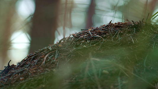 在野生特写冥想雨林中森林危险的蚂蚁巢视频的预览图