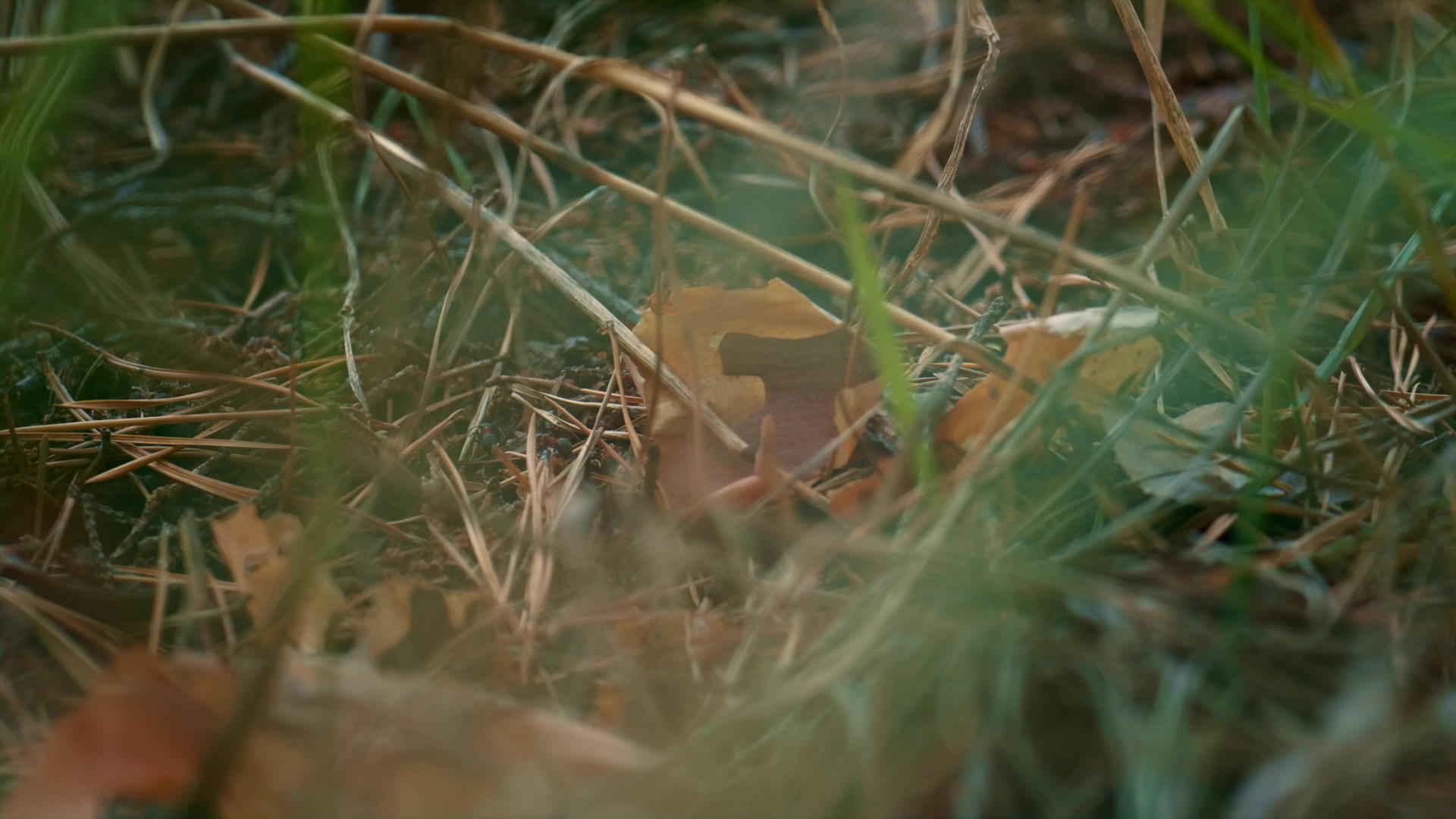 小蚂蚁在绿色平静的森林里爬行靠近草地视频的预览图
