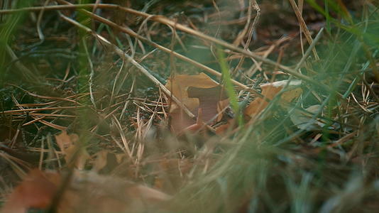 小蚂蚁在绿色平静的森林里爬行靠近草地视频的预览图