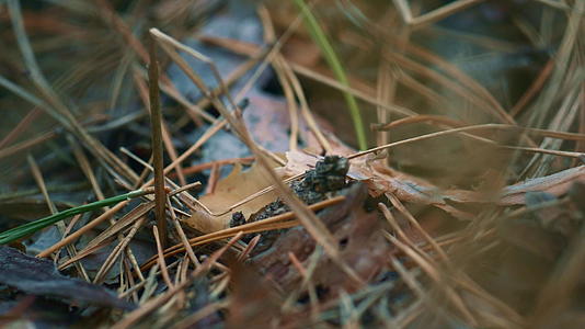 小蚂蚁在野生森林的秋叶附近寻找食物视频的预览图