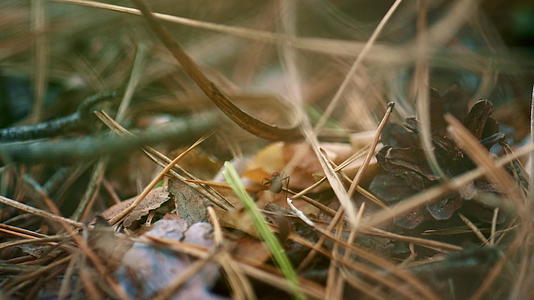 在棕色野叶地上爬行的森林中危险的蚂蚁视频的预览图