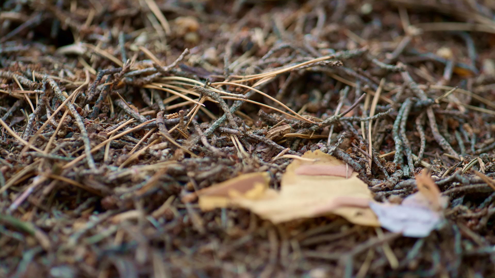 生活在平静的秋季户外林地特写宏观景观中的野生蚁巢视频的预览图