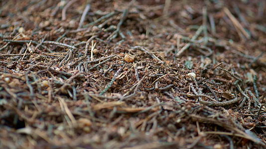 在自然有机林地的地面上爬行的野生蚂蚁视频的预览图