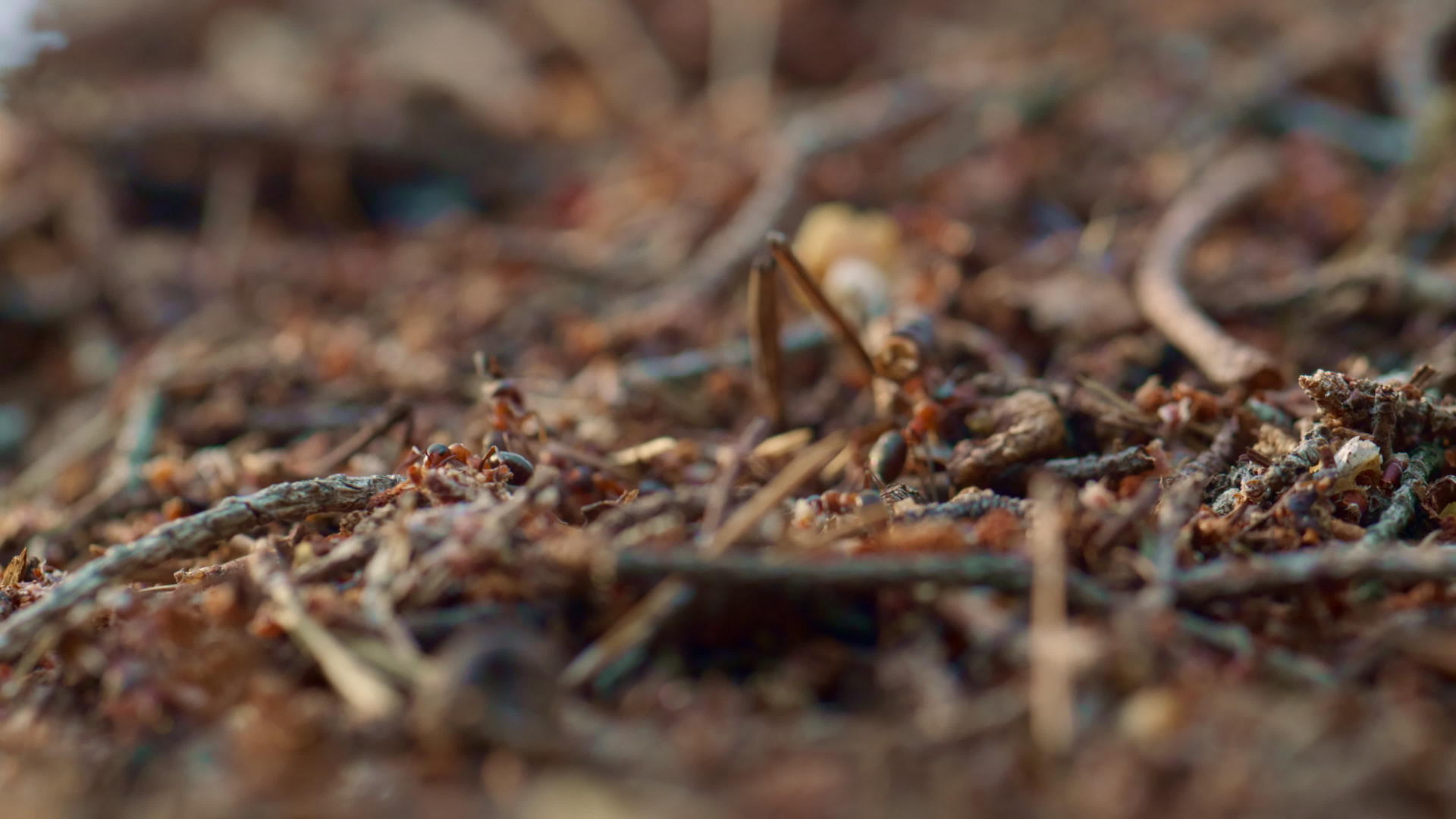 小蚂蚁在大森林棕色秋天地面草地上的巢穴里爬行视频的预览图