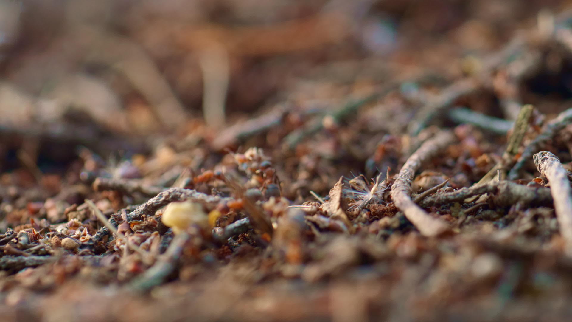 秋天森林蚂蚁在宏观森林中寻找食物视频的预览图