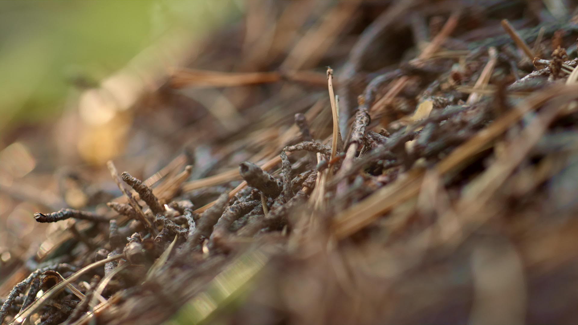 昆虫蚂蚁在秋天沉思的森林地面上爬行视频的预览图