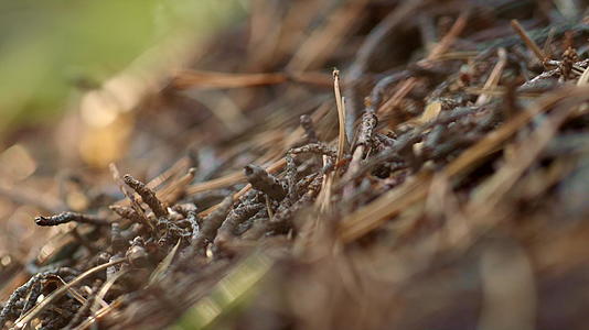 昆虫蚂蚁在秋天沉思的森林地面上爬行视频的预览图