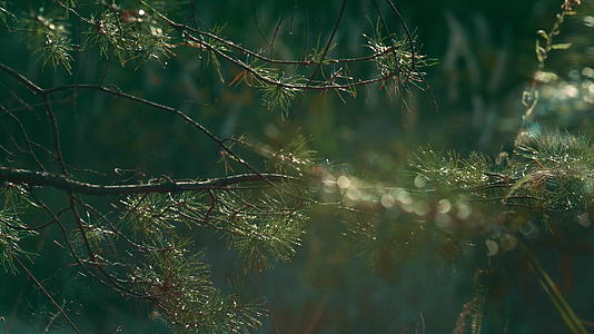 冷杉湿绿叶在平静而迷人的特写雨林中树枝上视频的预览图