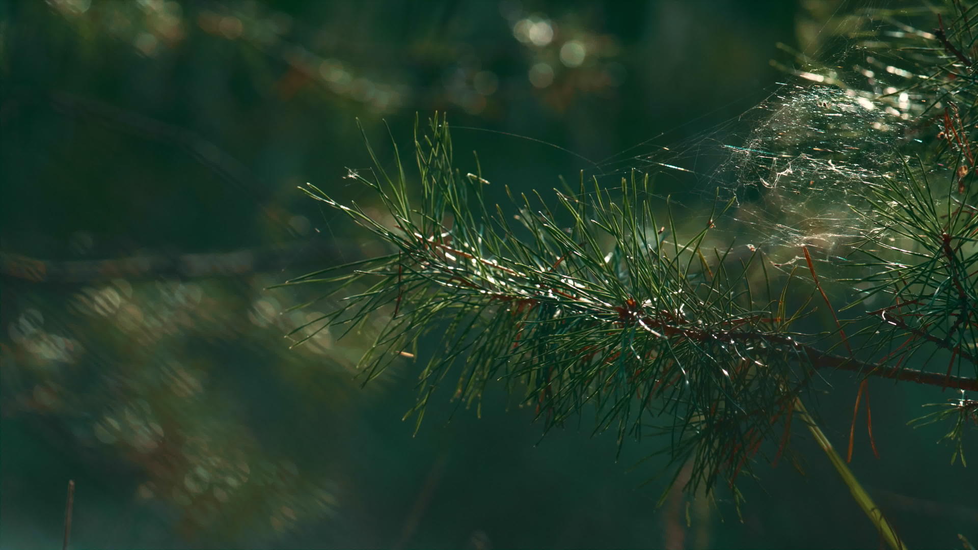 特写森林树枝上平静自然的绿色冷杉松针和蜘蛛网视频的预览图
