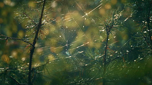 在阳光明媚的森林里蜘蛛网在松针上视频的预览图