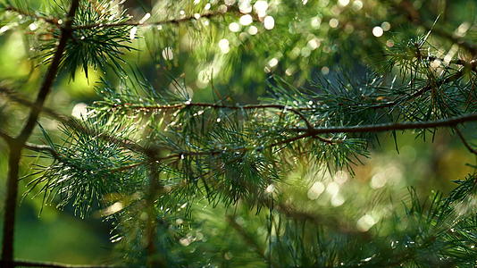 湿冷杉针叶生长在沉思的乡村雨林中视频的预览图