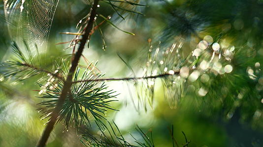 户外阳光秋雨林中松针上的蜘蛛网摇曳视频的预览图