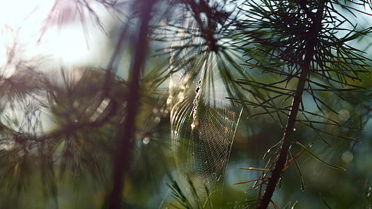 春天的风在阳光下摇曳着森林蜘蛛网视频的预览图