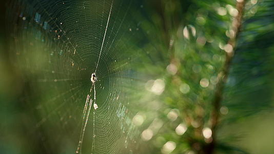 微小的蜘蛛蜘蛛网悬挂在薄薄的雨林中视频的预览图