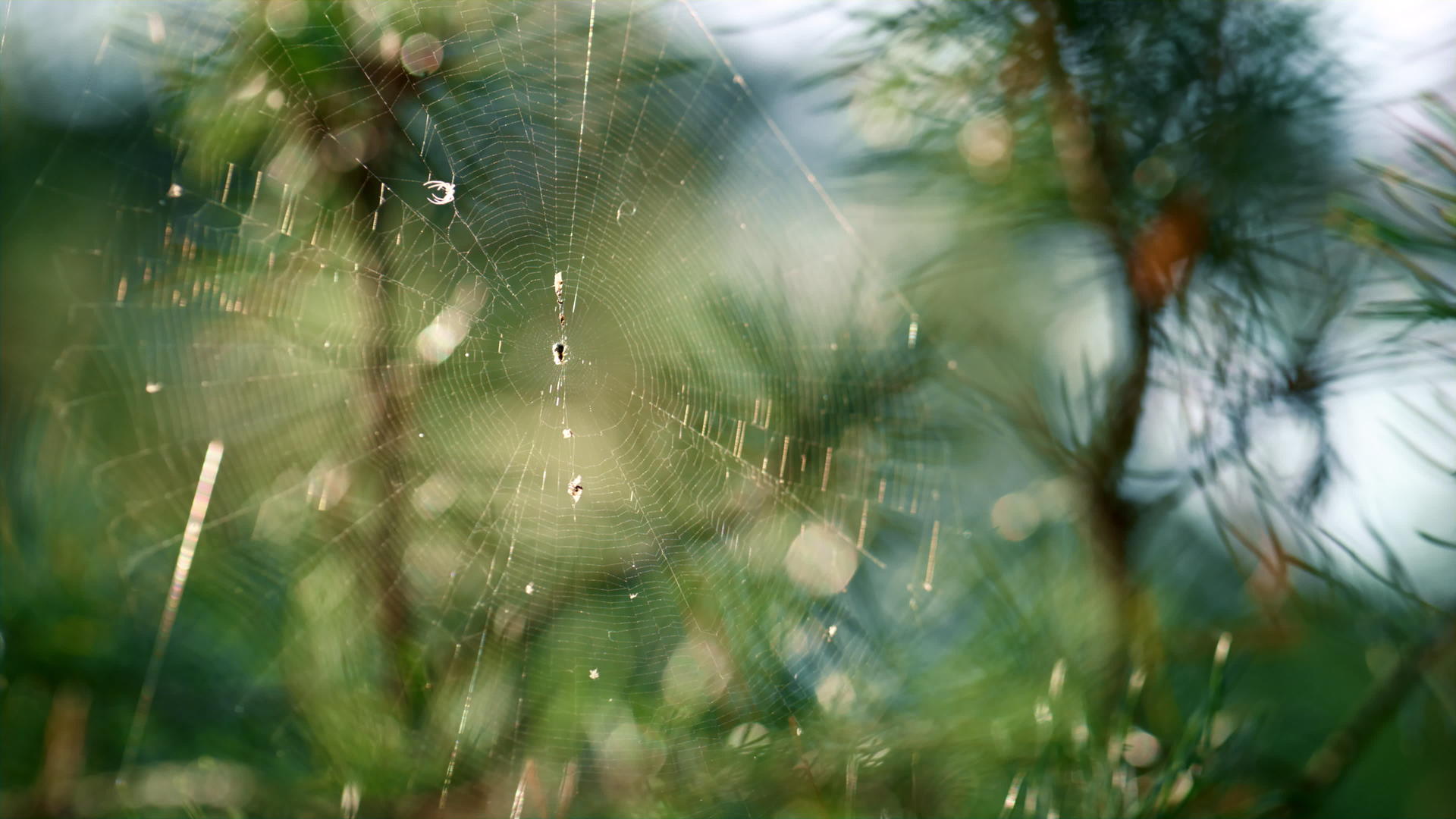 蜘蛛虫在室外近距离自然夏季雨林中编织蜘蛛网视频的预览图