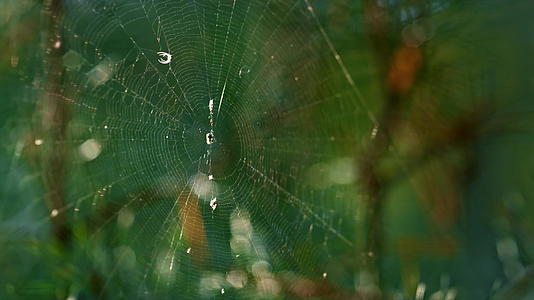 野生昆虫坐在绿色的夏日阳光森林里蜘蛛网视频的预览图