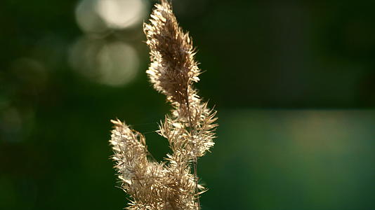 田野里的小穗在阳光下在野草地上视频的预览图