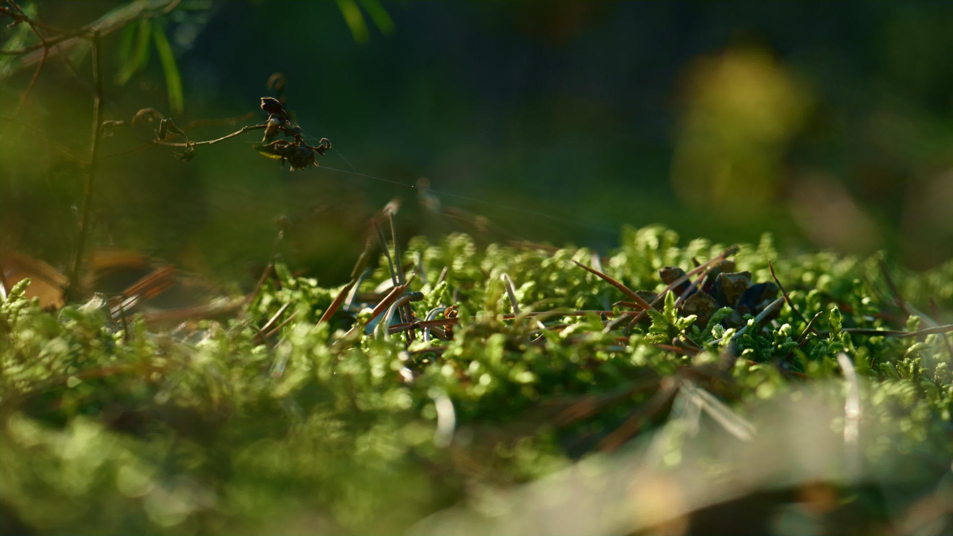 绿色草甸森林青苔在春天狂野的阳光地面上视频的预览图