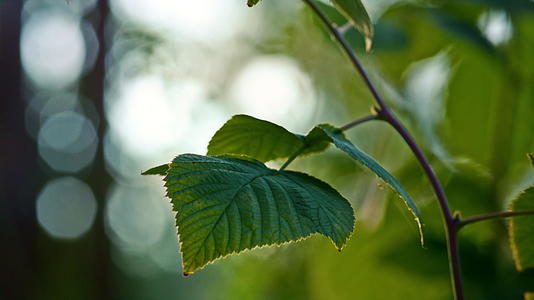 春叶树森林特写在平静的绿色阳光林中视频的预览图