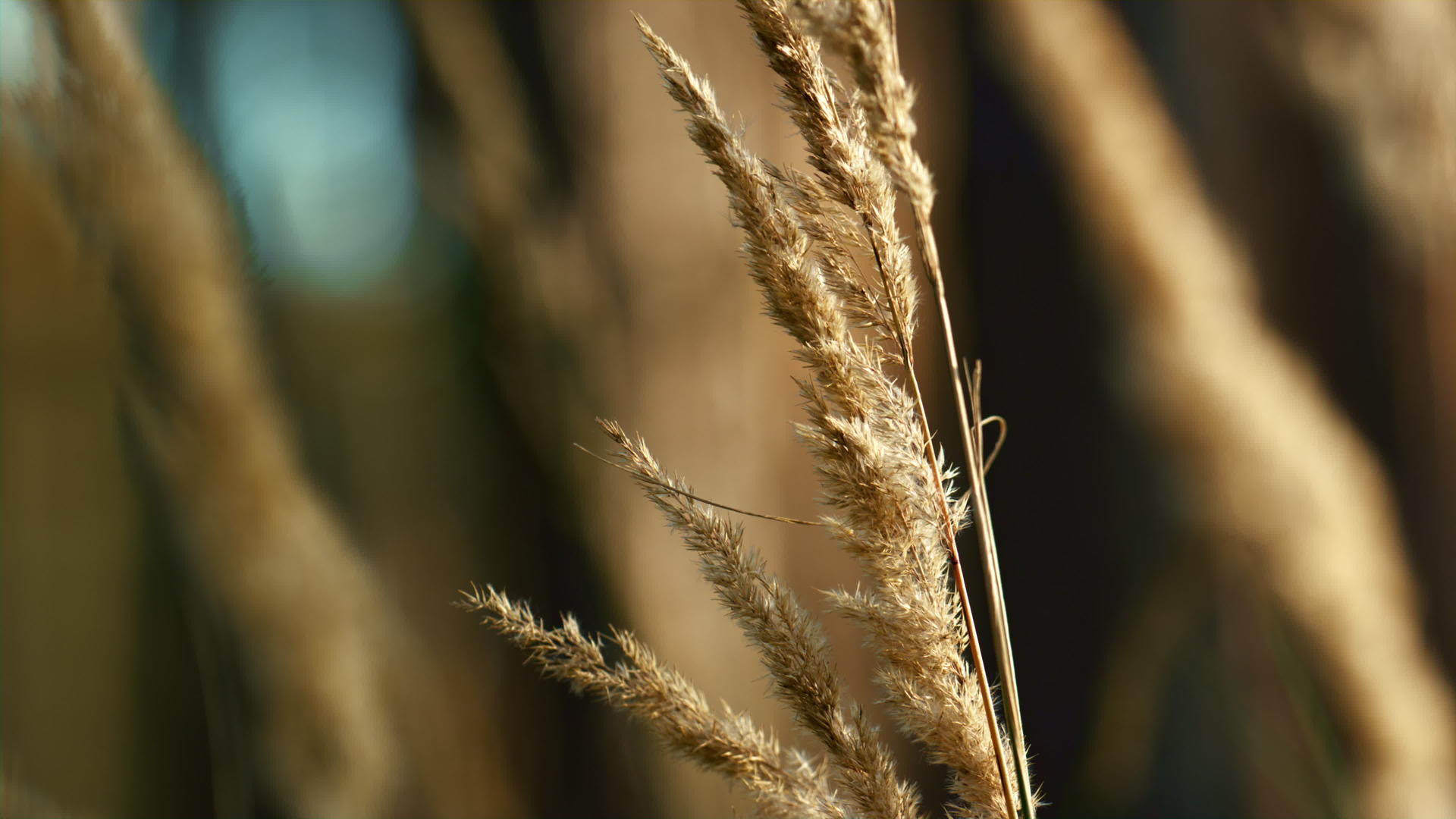野生草坪田地的小穗在模糊的森林草本背景下生长在阳光下视频的预览图