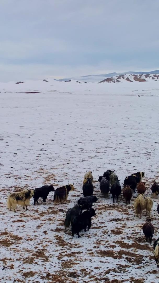 牦牛群在冰雪中航拍视频的预览图