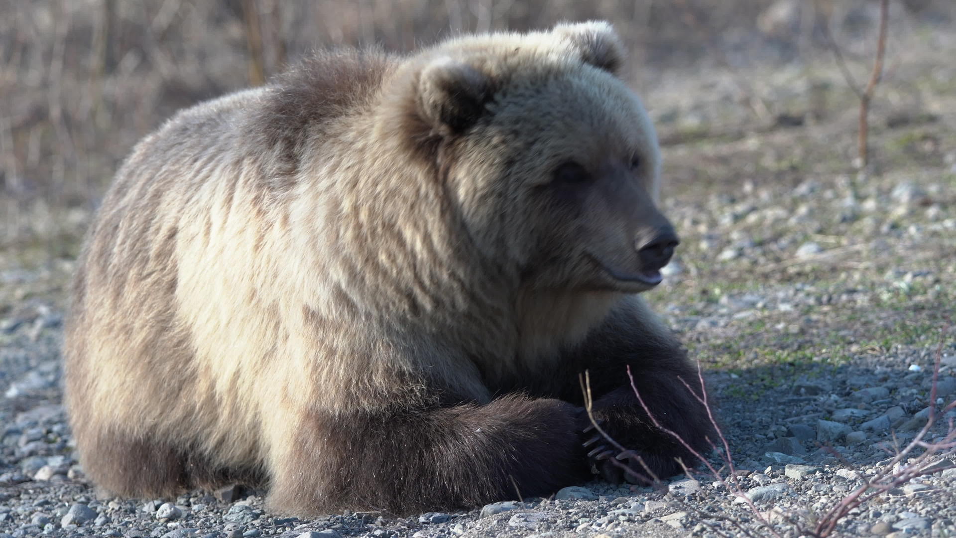 野生的恰特卡棕熊躺在石头上深呼吸环顾四周环顾四周视频的预览图