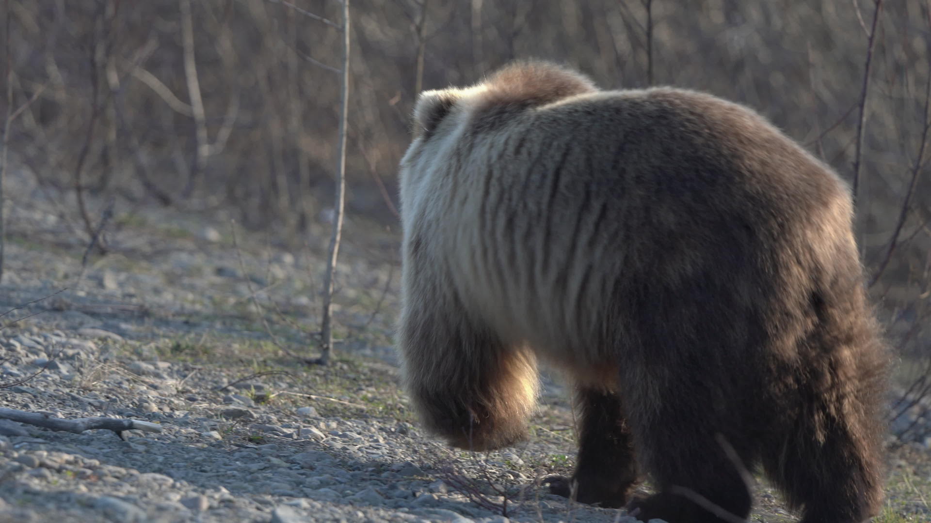 可怕的棕熊在春天的石头上行走寻找食物视频的预览图